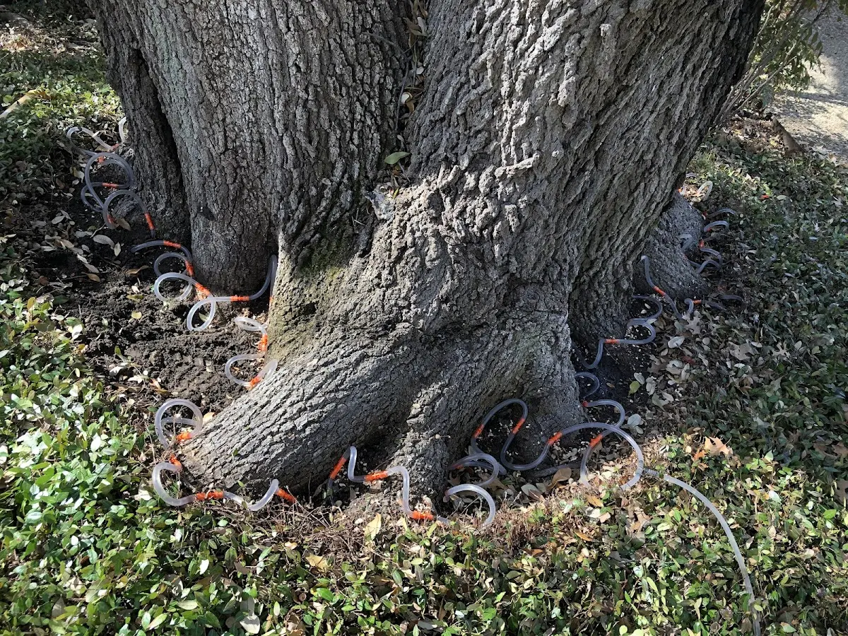 Detailed Tree Cabling and Bracing job site in Ace