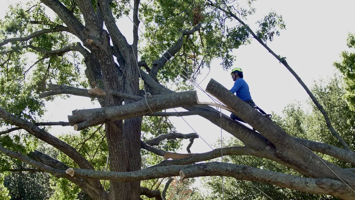 Professional Hazardous Tree Removal performed by certified arborists in Ace